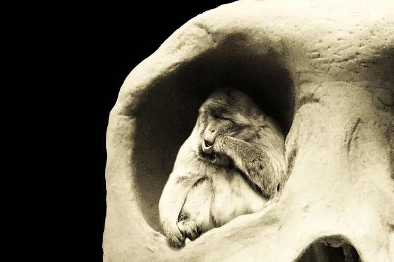 Affe im Affenschädel